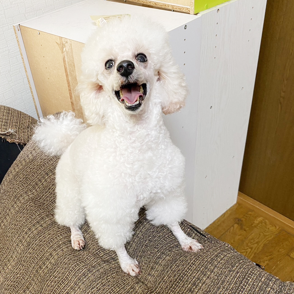 卒業犬グミちゃんの近況☆